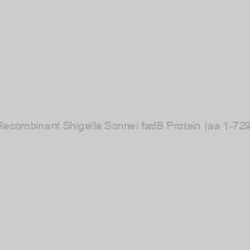Image of Recombinant Shigella Sonnei fadB Protein (aa 1-729)